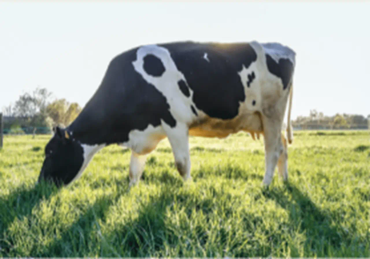 Upfield Calls on Food Sector to Come Clean about Methane Emissions