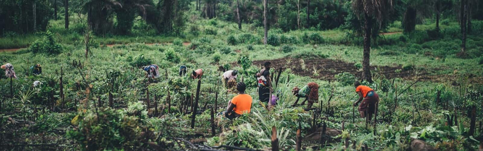 How We Hit the Target of 100% Sustainable Palm Oil
